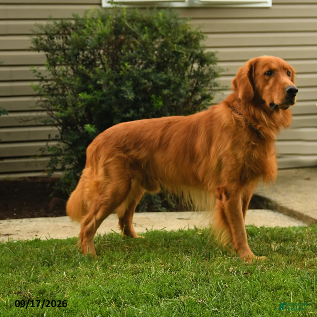 Golden Retriever dogs for sale: Hazelnut - Ad 5