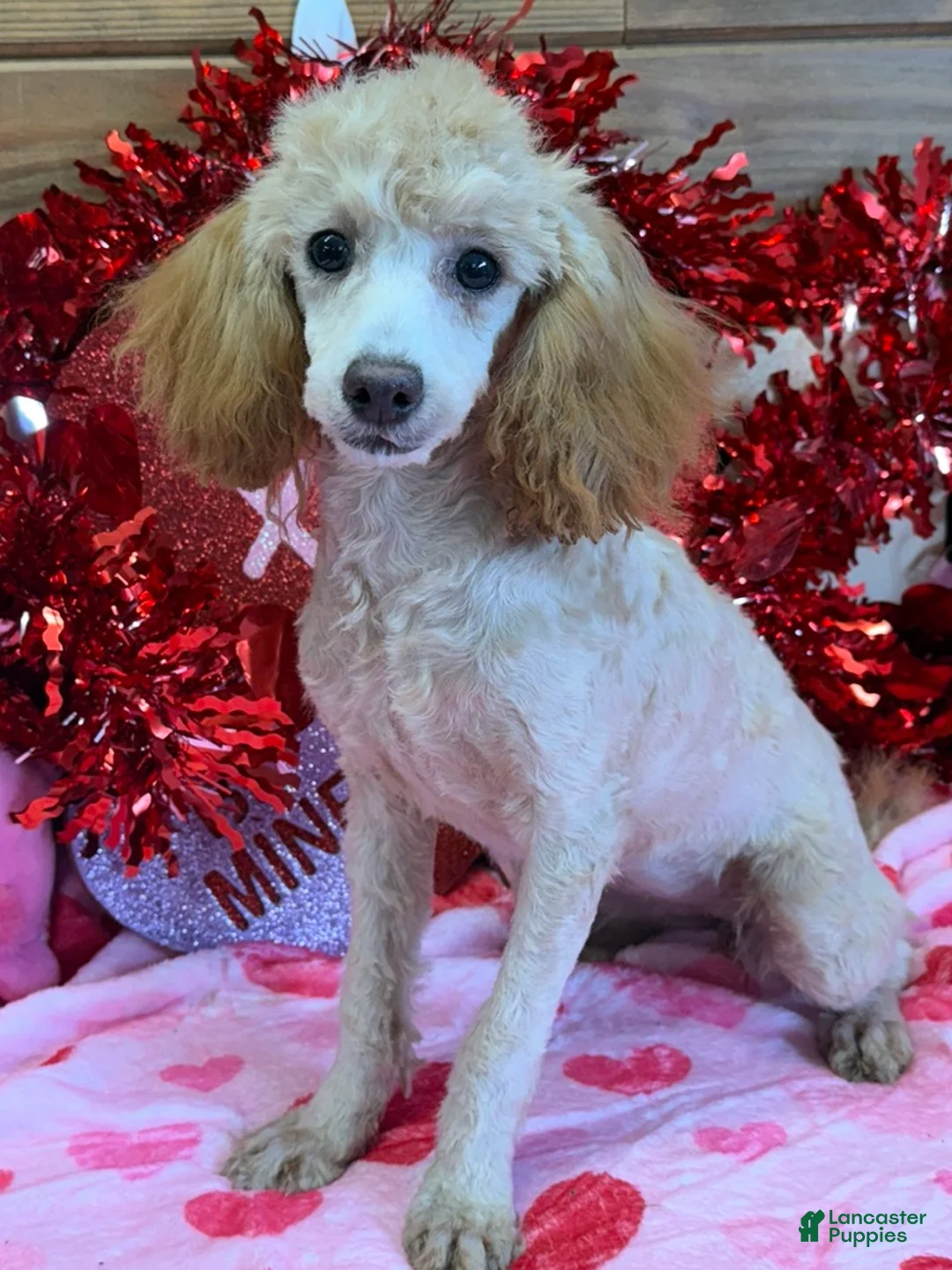 Toy Poodle dogs for sale: Sadie - Ad 2