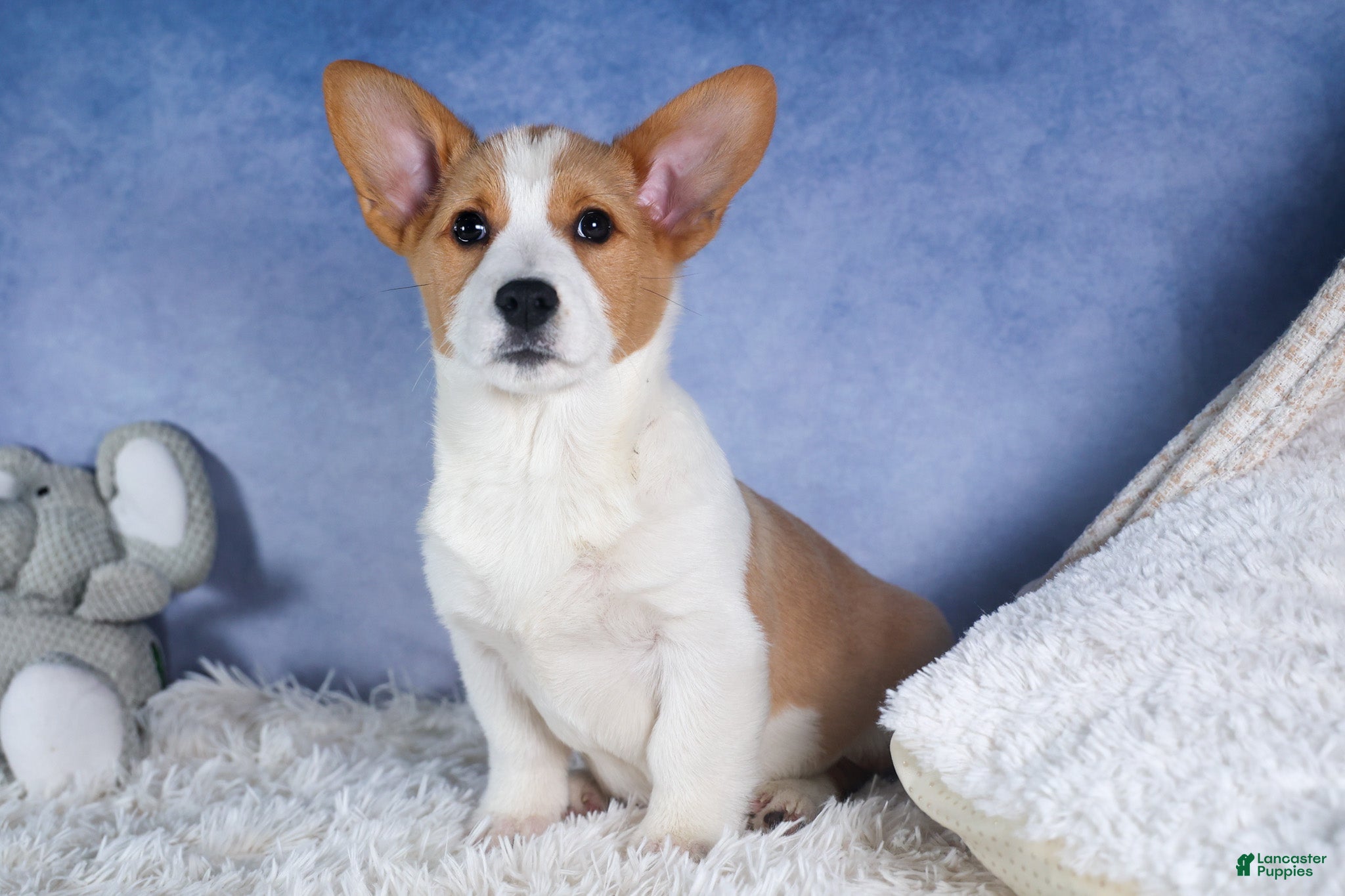 Welsh Corgi Pembroke dogs Morris - Ad 2