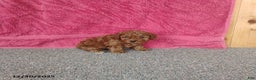 Toy Poodle dogs for sale: Cupcake - Ad 3