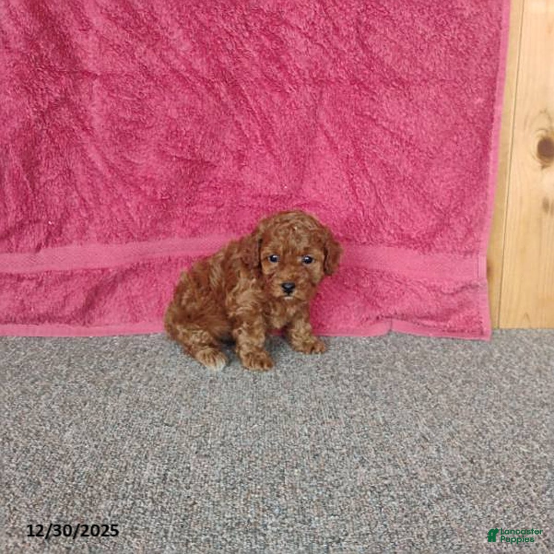 Toy Poodle dogs for sale: Cupcake - Ad 3