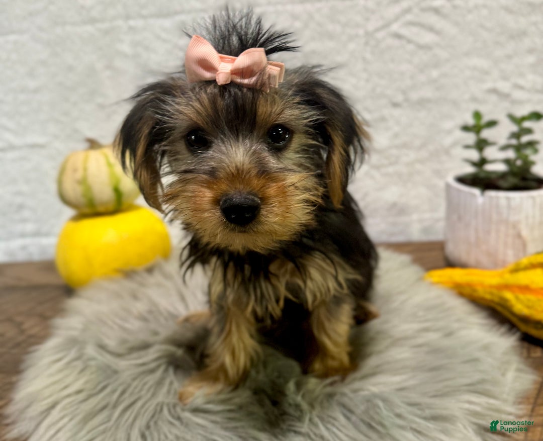 Yorkshire Terrier dogs for sale: Tarza - Ad 1