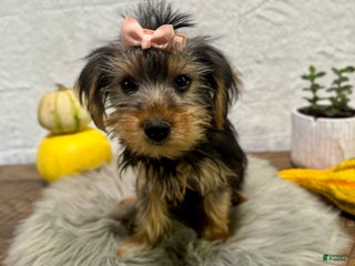 Yorkshire Terrier dogs Tarza - Ad 2