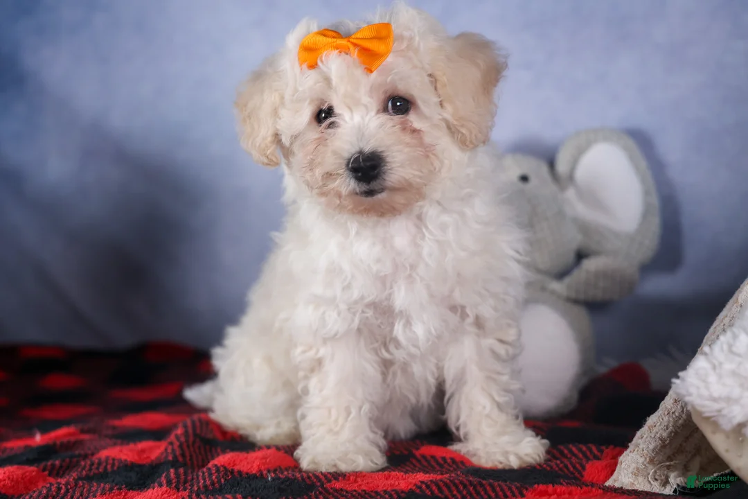 Bichon Frise dogs for sale: Darla - Ad 15