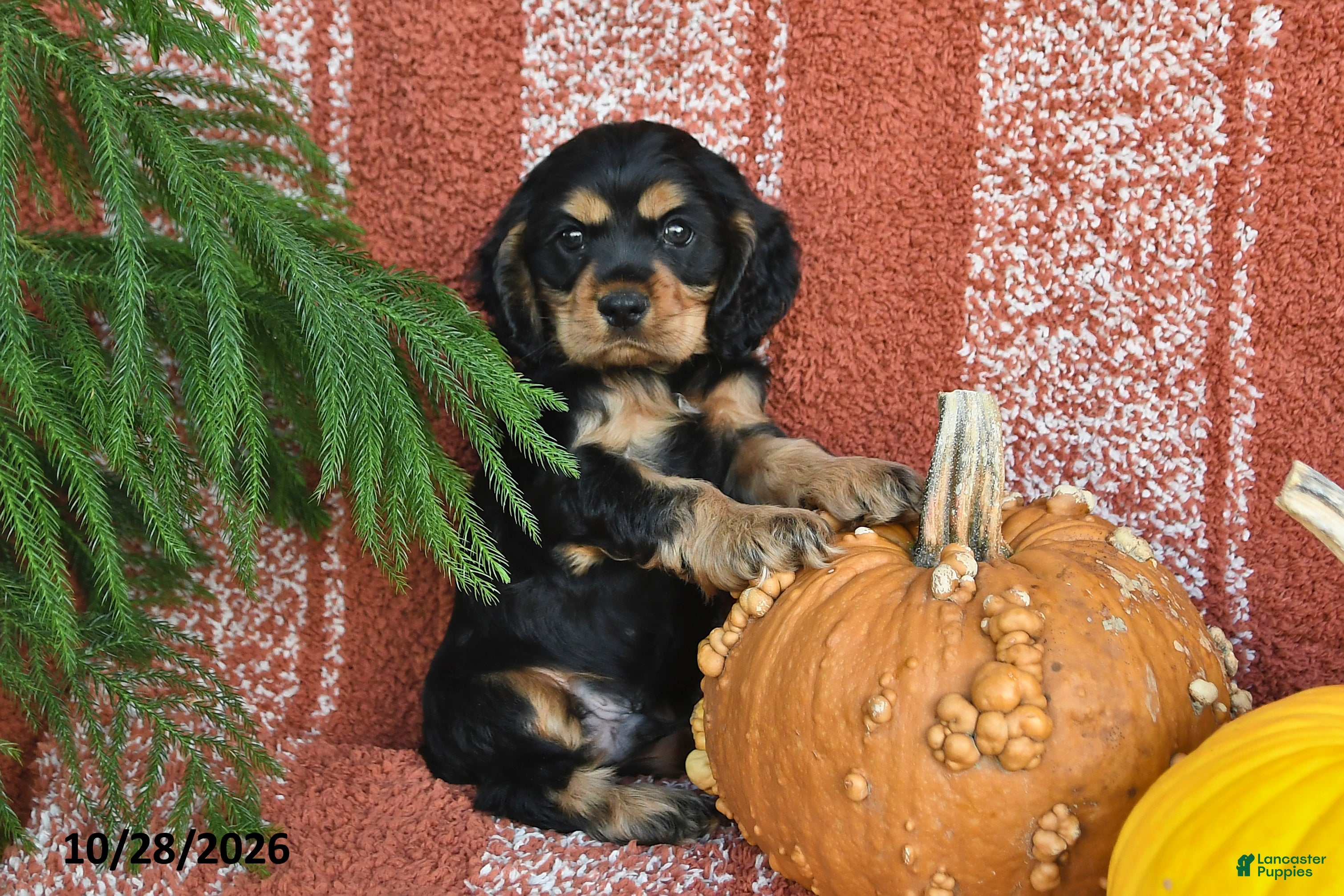Cocker Spaniel dogs for sale: Lincoln - Ad 1