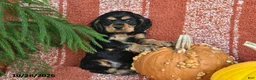 Cocker Spaniel dogs for sale: Lincoln - Ad 1
