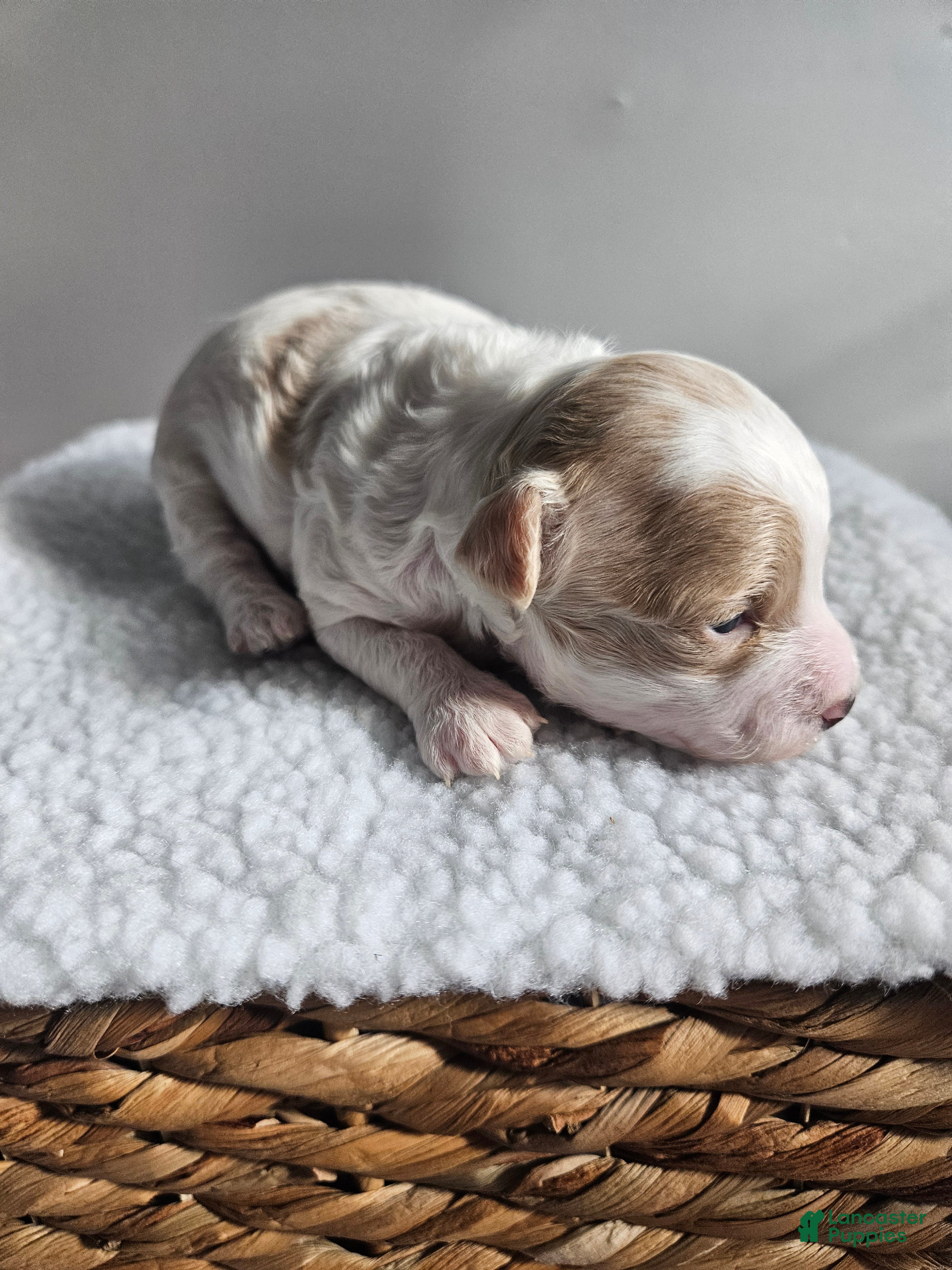 Bichpoo dogs Buttercup  - Ad 38