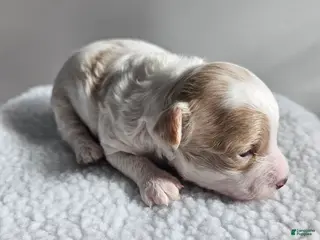 Bichpoo dogs Buttercup - Ad 38