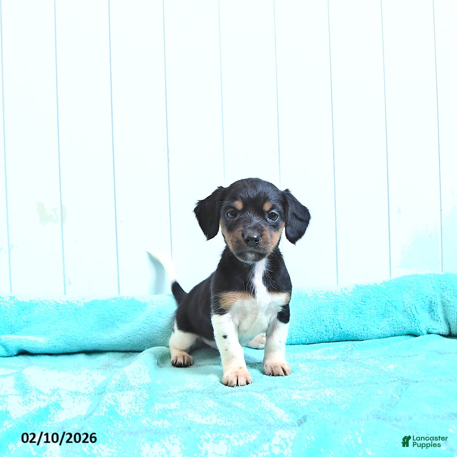 Mixed Breed dogs Twila - Ad 38