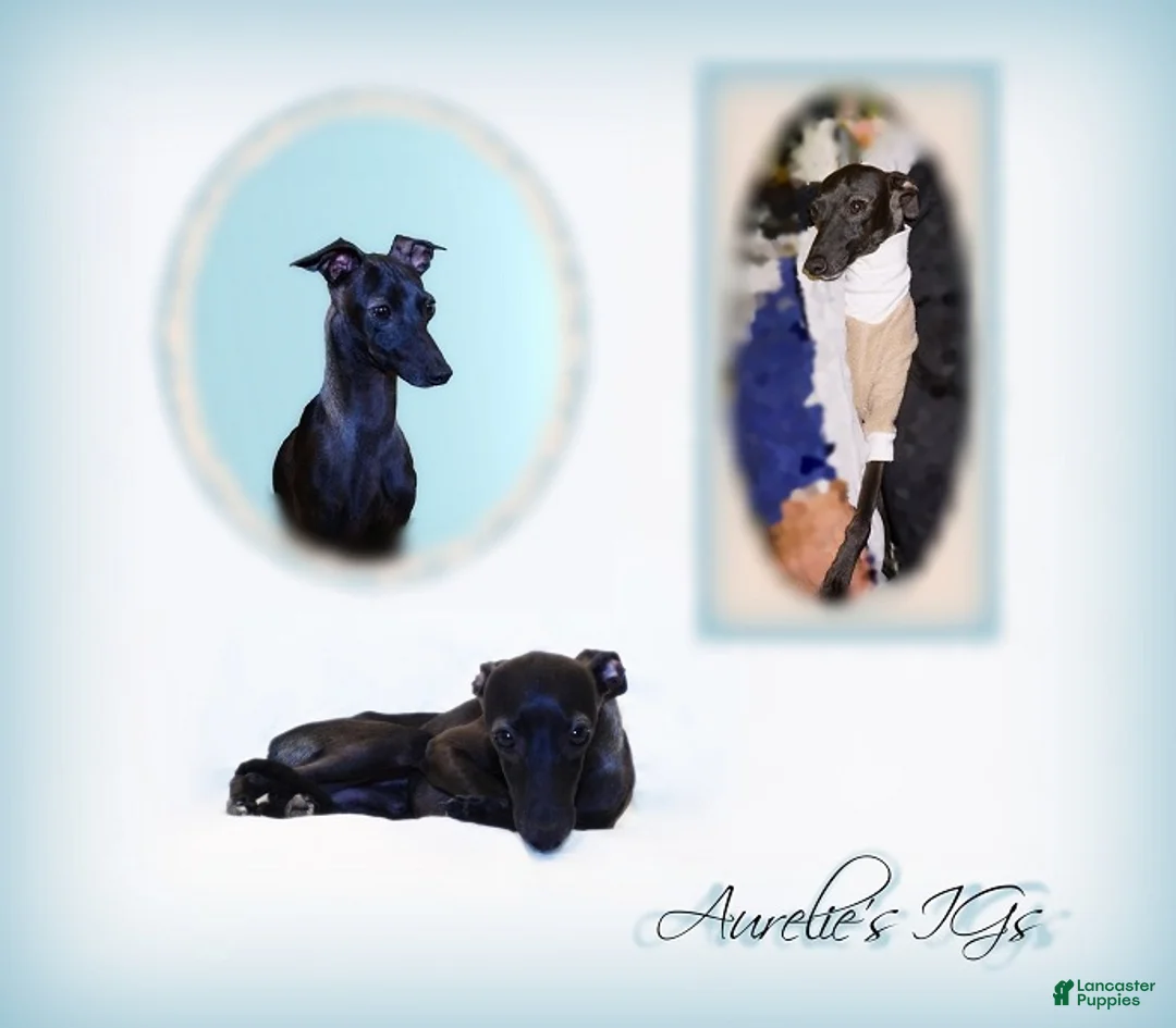 Italian Greyhound dogs for sale: Darrow - Ad 5