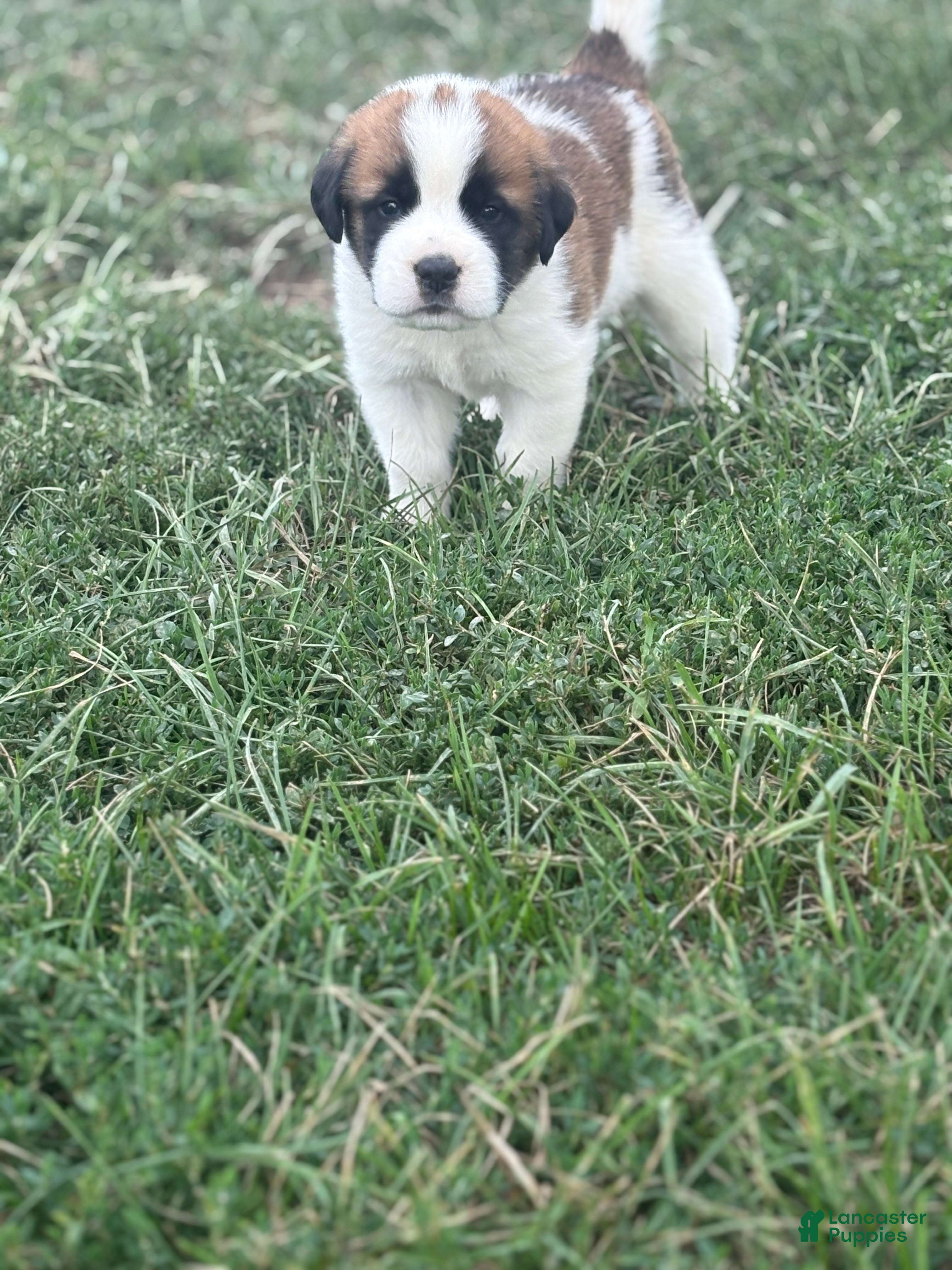 Saint Bernard dogs Ace - Ad 2