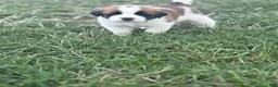 Saint Bernard dogs for sale: Ace - Ad 4
