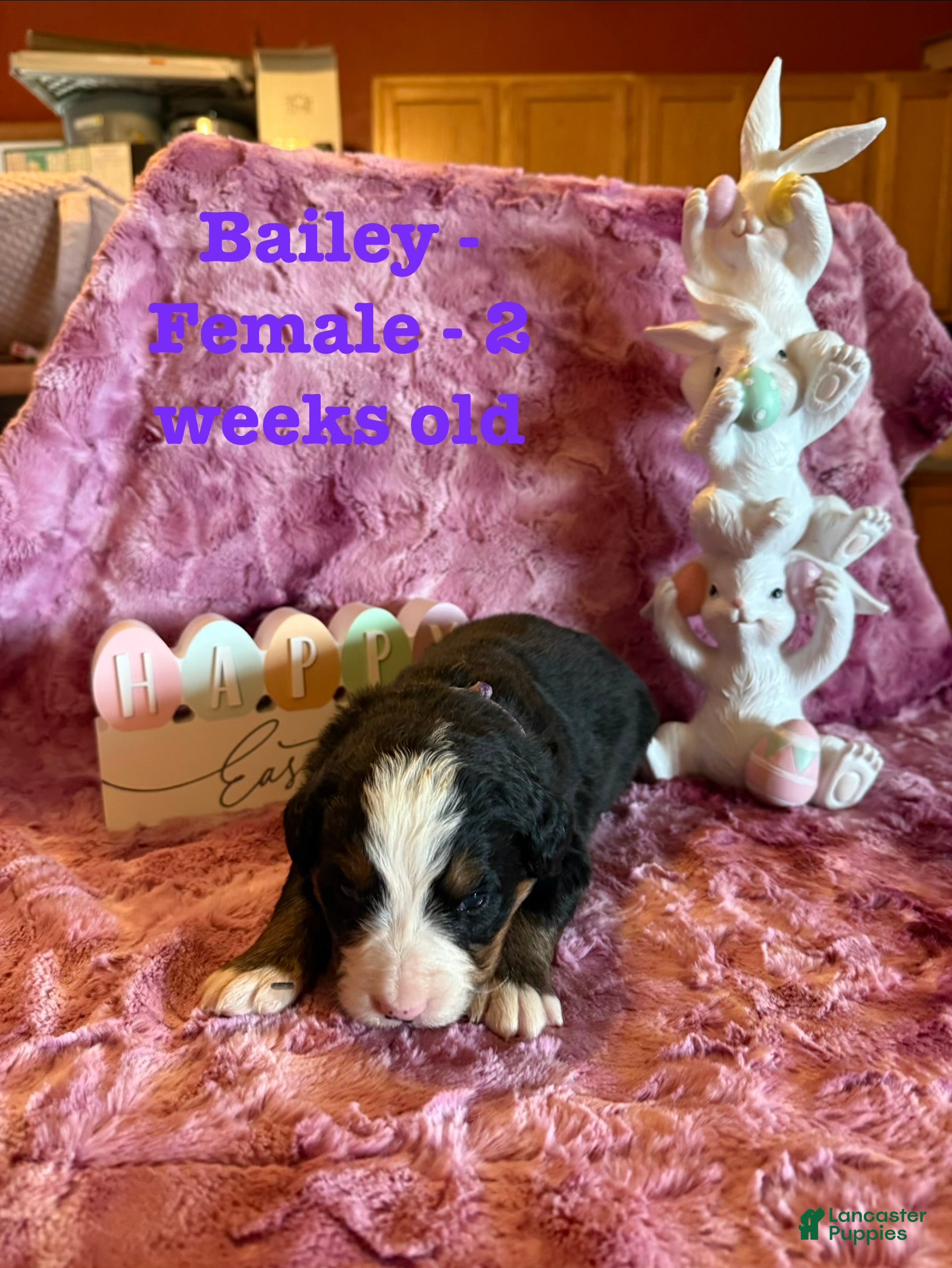 Bernese Mountain Dog dogs Bailey - Ad 42
