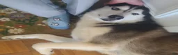Siberian Husky dogs for sale: Pawvarotti - Ad 20