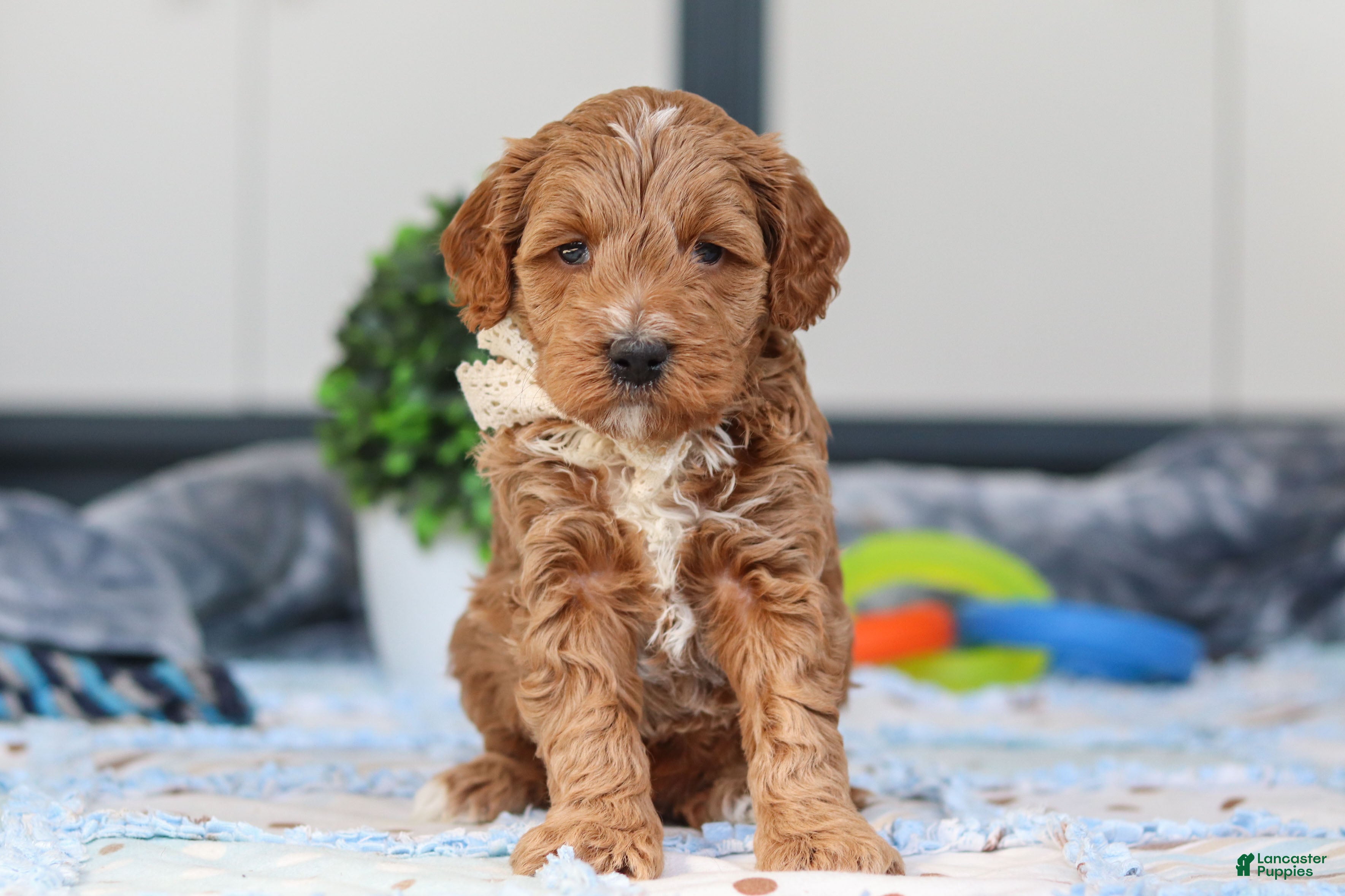 Mini Goldendoodle dogs Neo - Ad 1