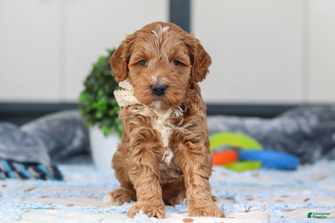 Mini Goldendoodle dogs for sale: Neo - Ad 1