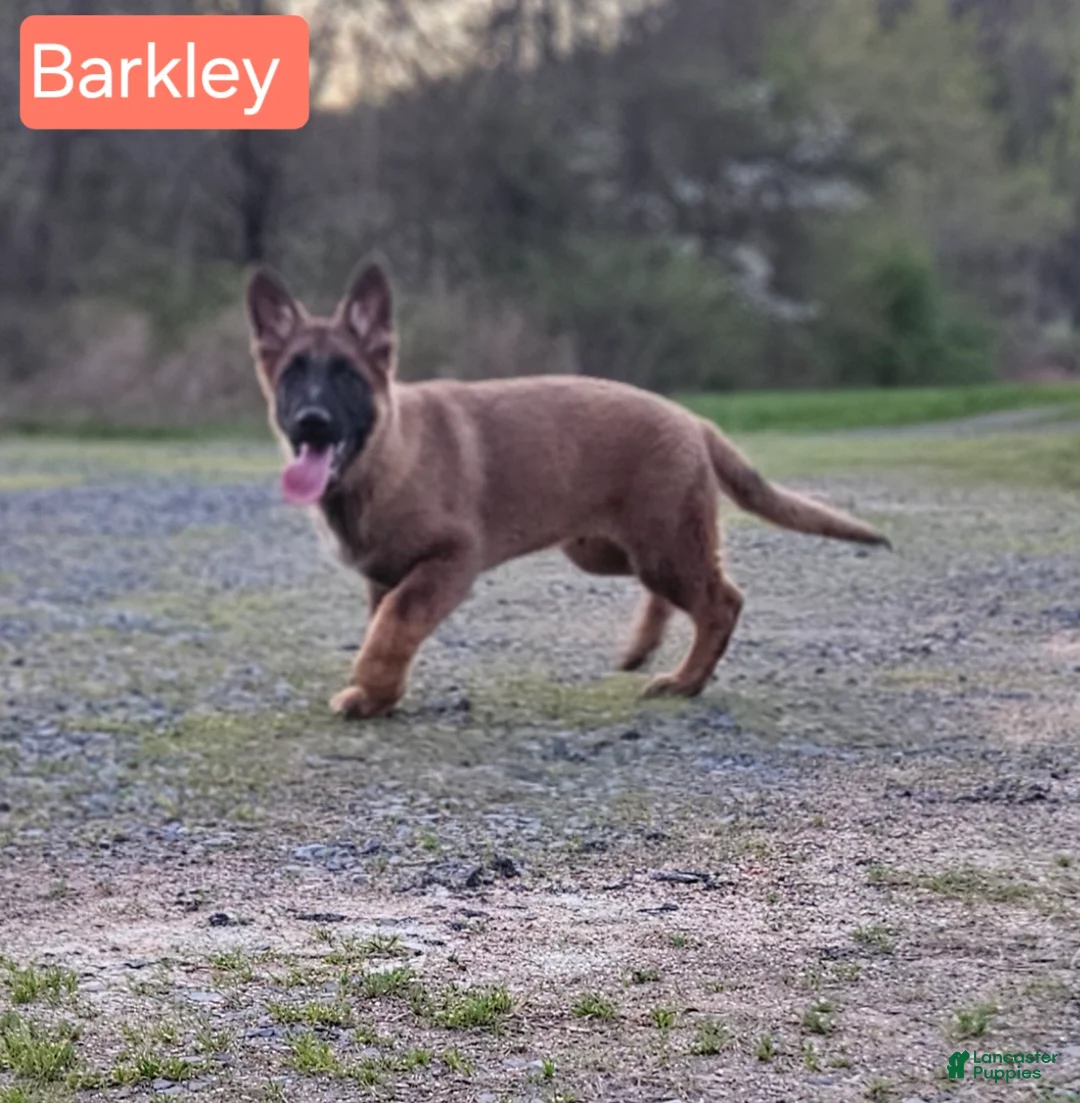German Shepherd dogs for sale: Barkley  - Ad 1