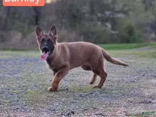 German Shepherd dogs Barkley - Ad 6