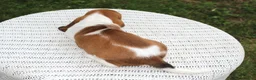 Basset Hound dogs for sale: Molly - Ad 3