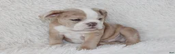 English Bulldog dogs for sale: Kory - Ad 7