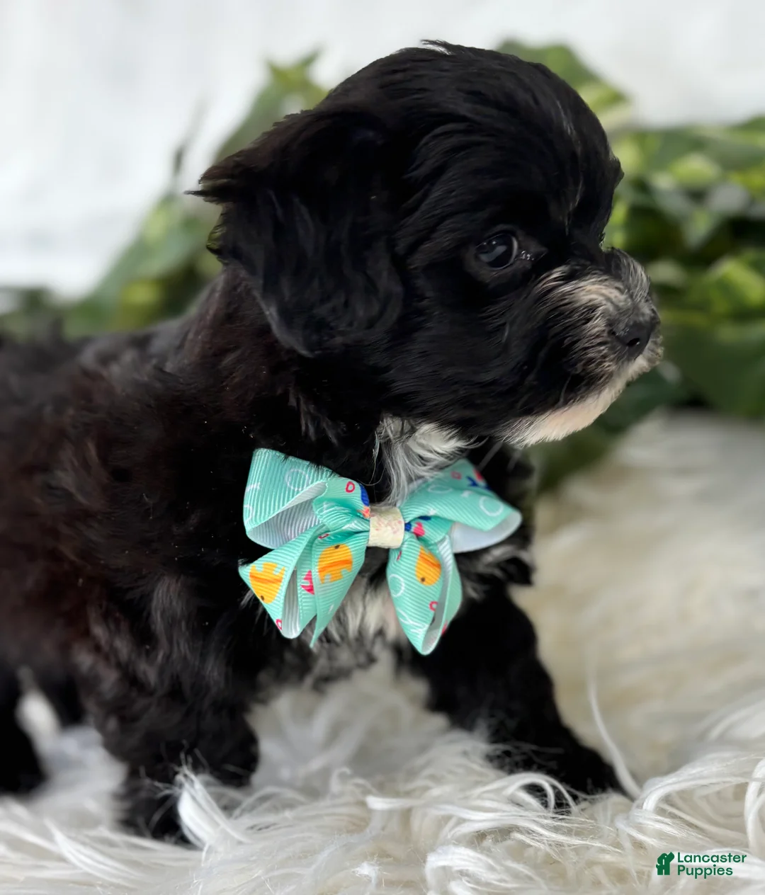 Morkie dogs for sale: Prince  - Ad 3