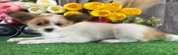 Papillon dogs for sale: Rusty - Ad 4