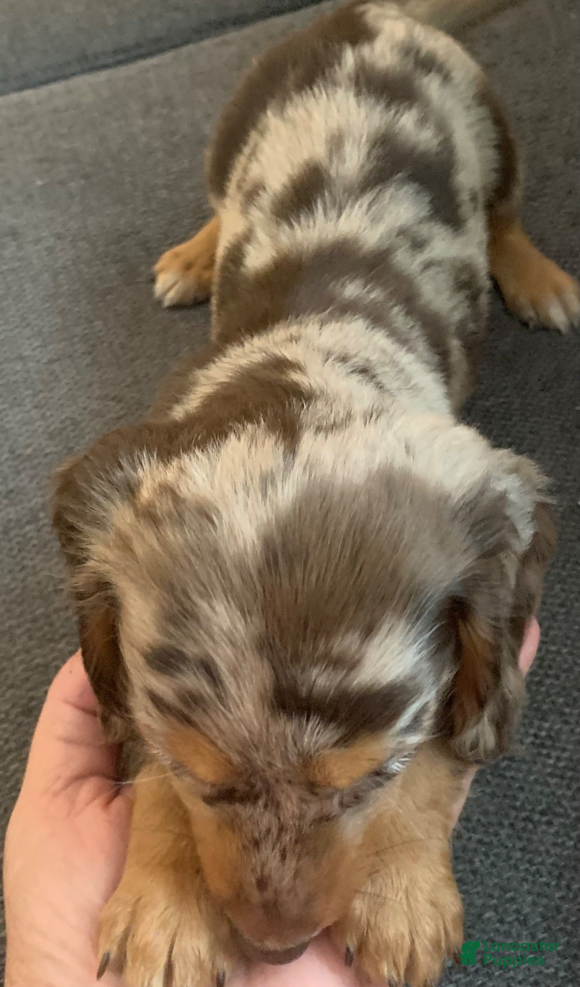 Miniature Dachshund dogs Miniature Dachshund 1 - Ad 2