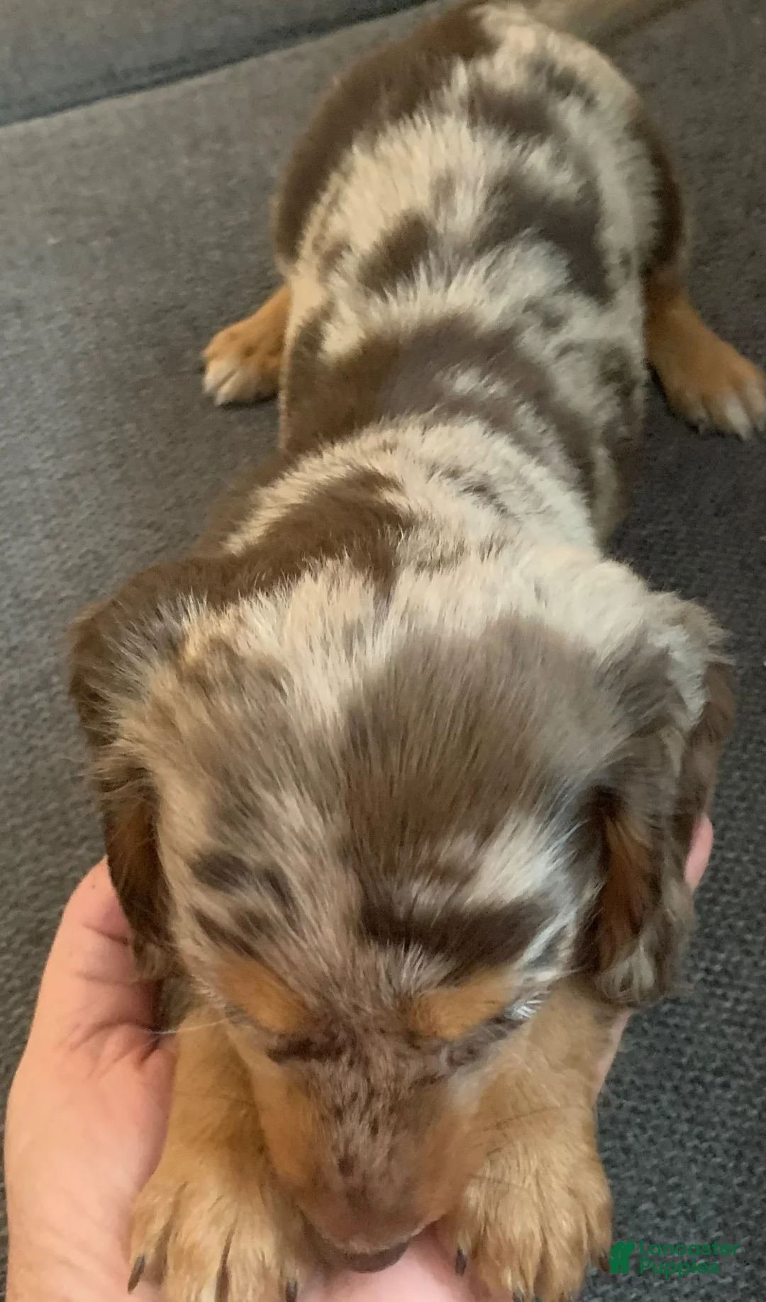 Miniature Dachshund dogs for sale: Miniature Dachshund 1 - Ad 2