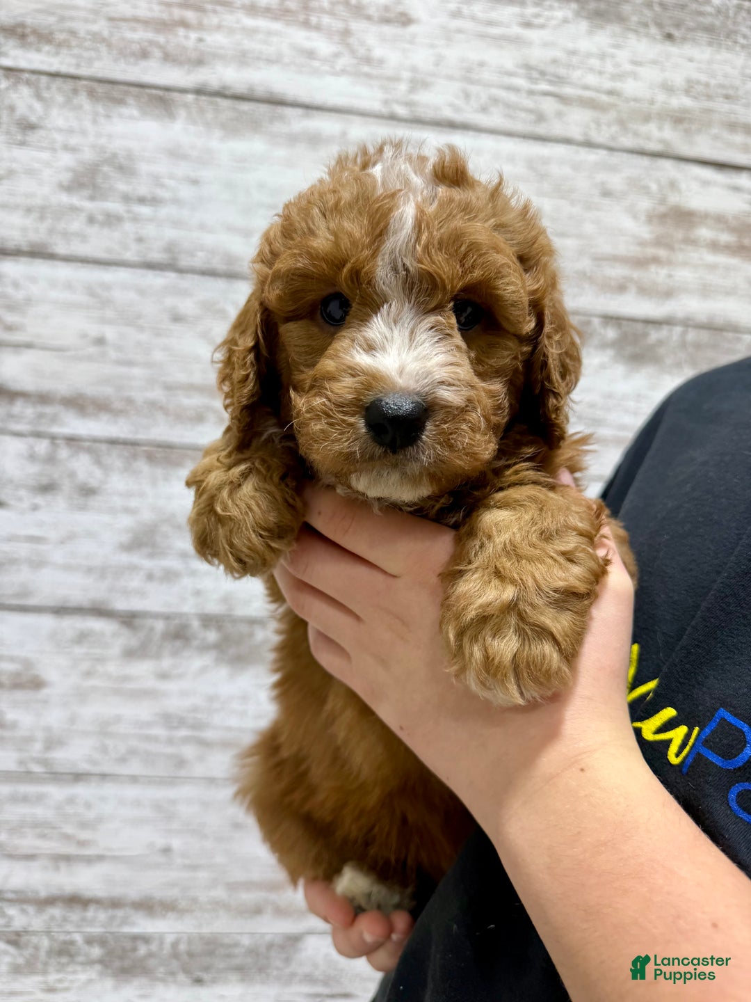 Mini Goldendoodle dogs for sale: Hunter - Ad 6