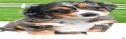 Mixed Breed dogs for sale: Lilly - Ad 2