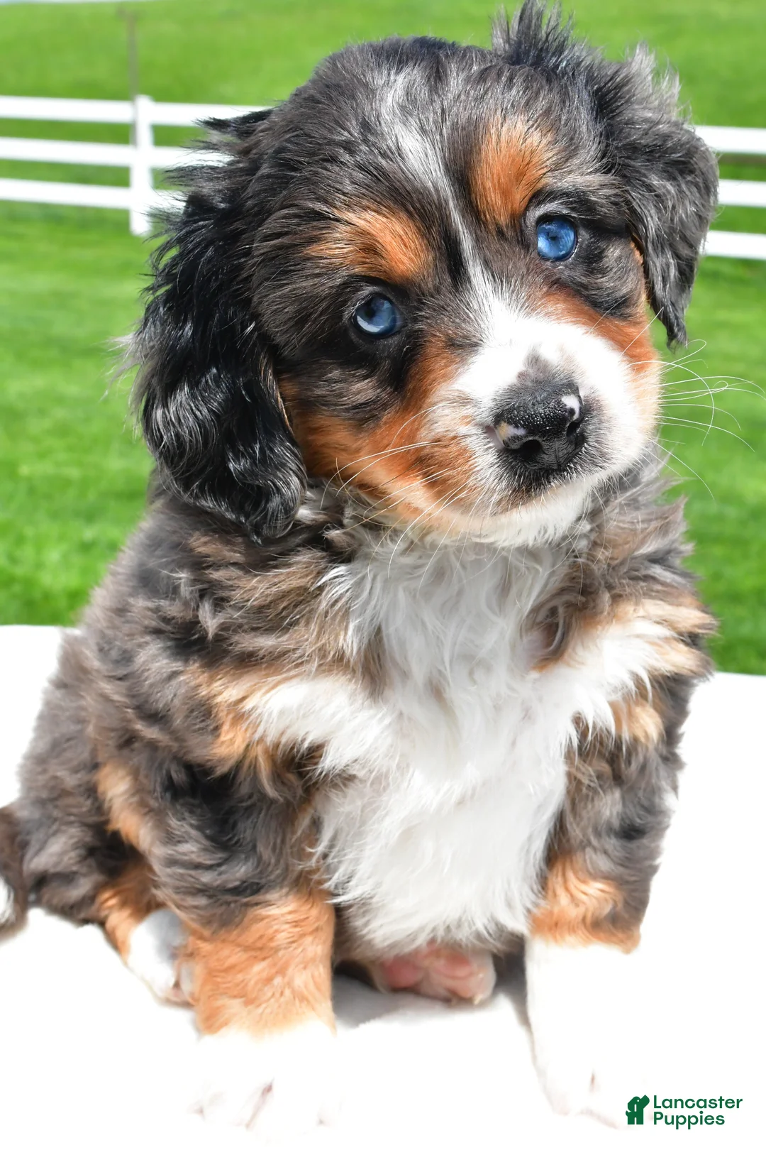 Mixed Breed dogs for sale: Lilly - Ad 2