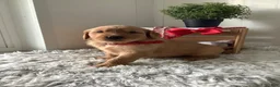 Golden Retriever dogs for sale: Golden Retriever Kallie  - Ad 3