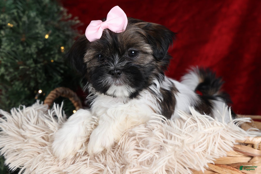 Shih Tzu dogs for sale: Penny - Ad 4