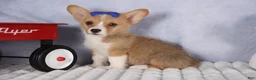 Welsh Corgi Pembroke dogs for sale: Charlie 🐾💙 - Ad 4