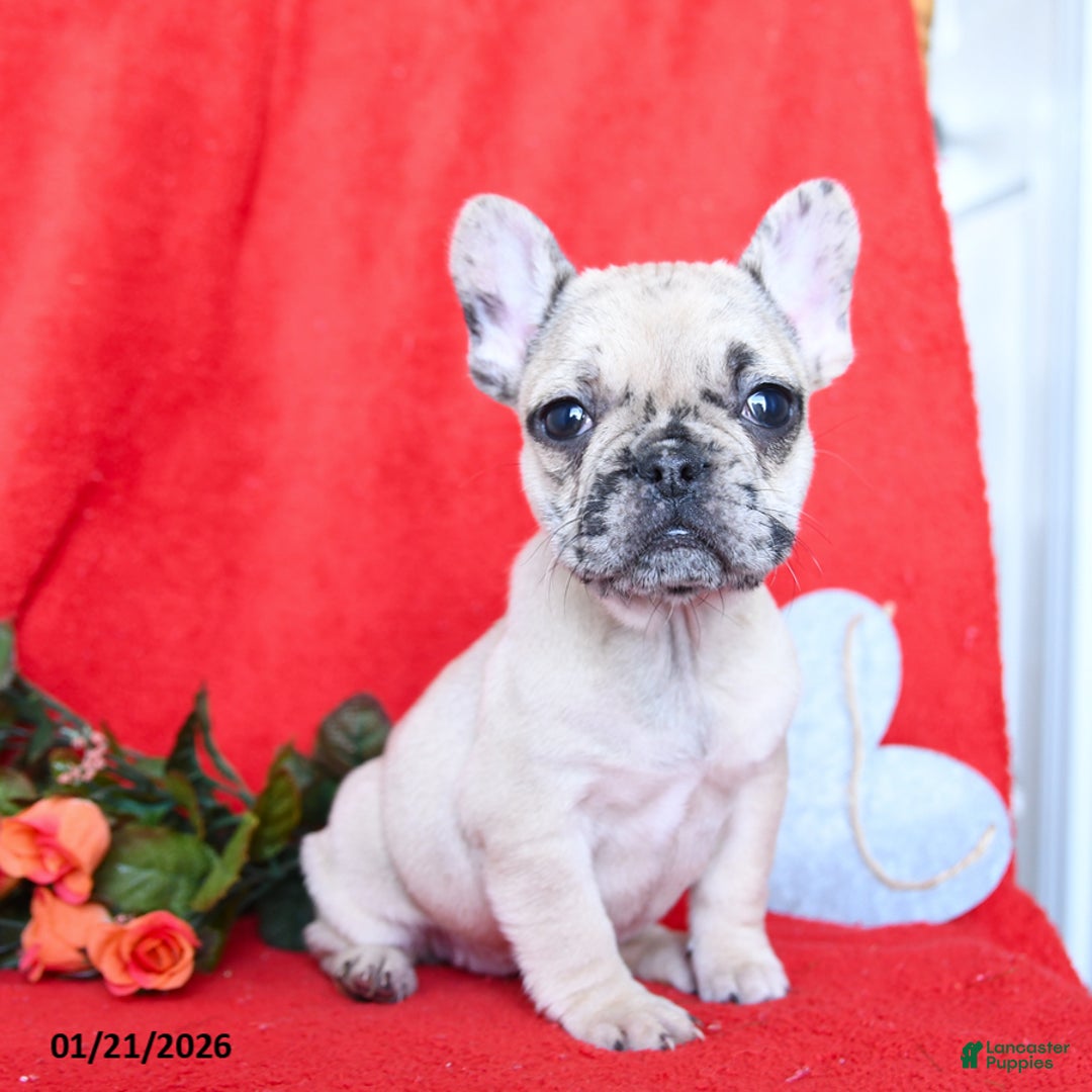 French Bulldog dogs for sale: Bella   - Ad 1