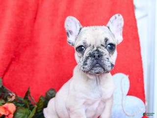 French Bulldog dogs Bella - Ad 6
