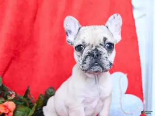 French Bulldog dogs Bella - Ad 33