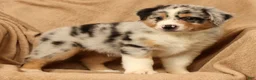 Miniature Australian Shepherd dogs for sale: Jake - Ad 8
