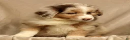 Miniature Australian Shepherd dogs for sale: Riley - Ad 8