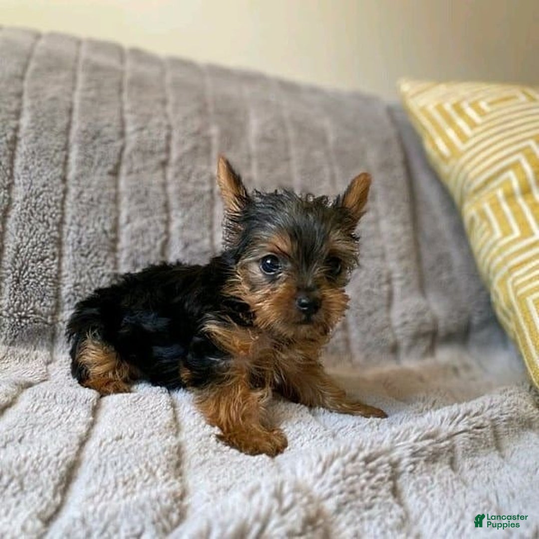 Yorkshire Terrier dogs for sale: Yorkshire Terrier Puppy 1 - Ad 2