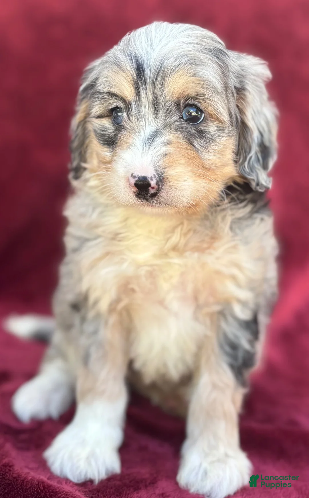 Mini Bernedoodle dogs for sale: Kolly  - Ad 1