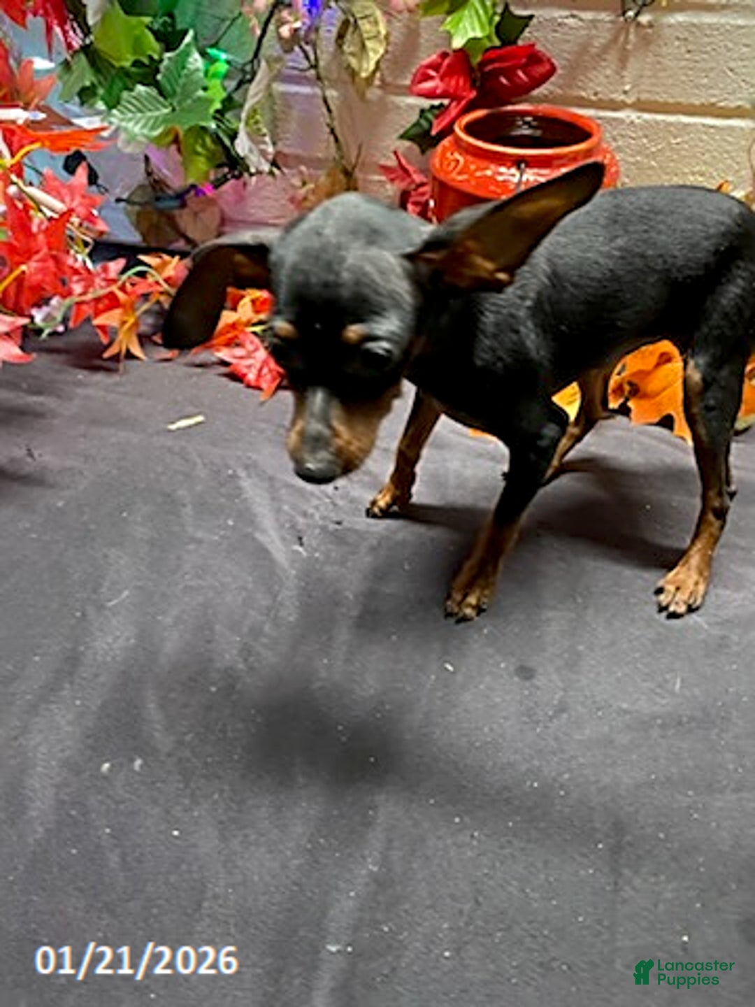 Miniature Pinscher dogs for sale: Pin  - Ad 7