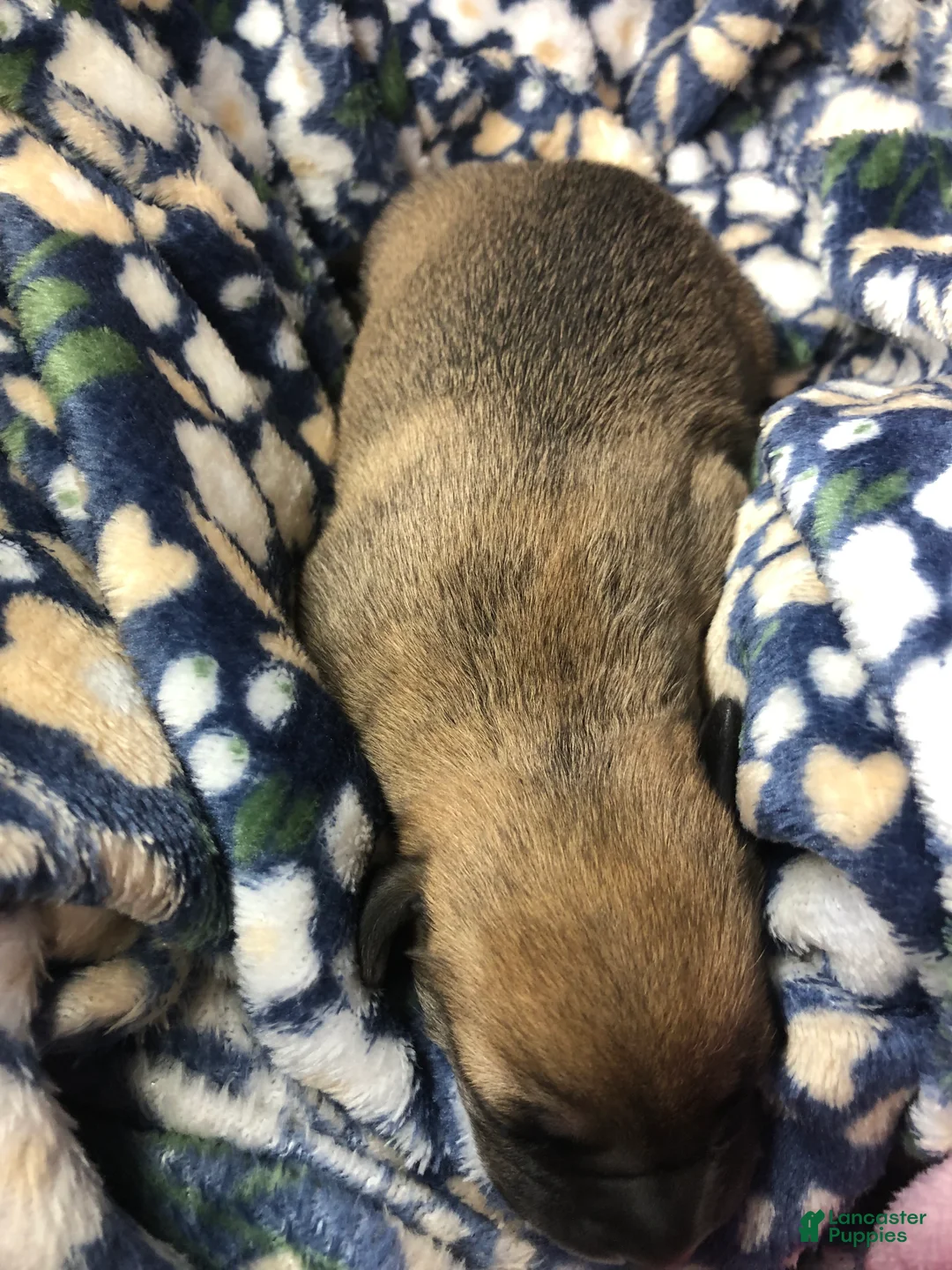 Mixed Breed dogs for sale: Female 5 - Ad 2