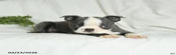 Boston Terrier dogs for sale: Carter - Ad 5