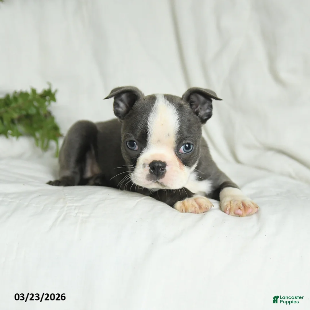 Boston Terrier dogs for sale: Carter - Ad 5