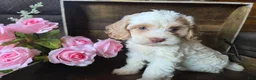 Cockapoo dogs for sale: Char - Ad 1