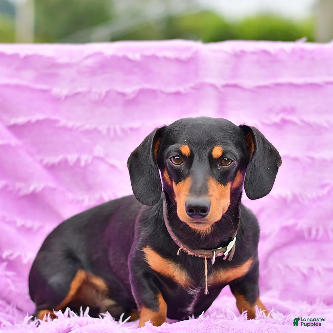 Mixed Breed dogs for sale: Violet - Ad 5