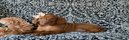 Vizsla dogs for sale: Kamille - Ad 4