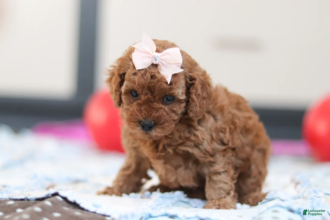 Cavapoo dogs for sale: Lulu - Ad 4