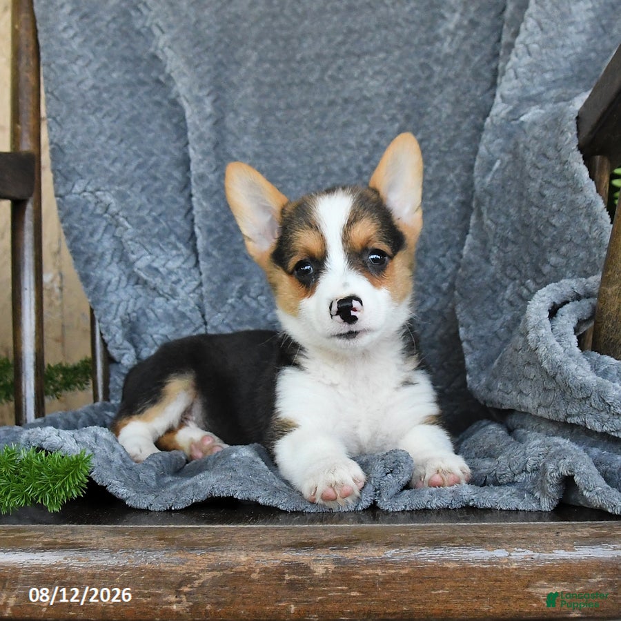 Welsh Corgi Pembroke dogs Fiona - Ad 1